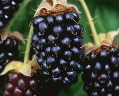 up close photo of a fresh marionberry on a bush