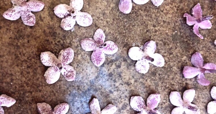 How to Make Candied Lilac Flowers