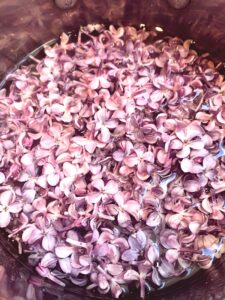 lilac flowers in pan for lilac syrup
