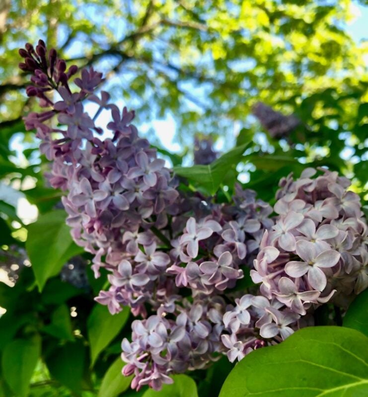 lilacs blooming on a lilac bush