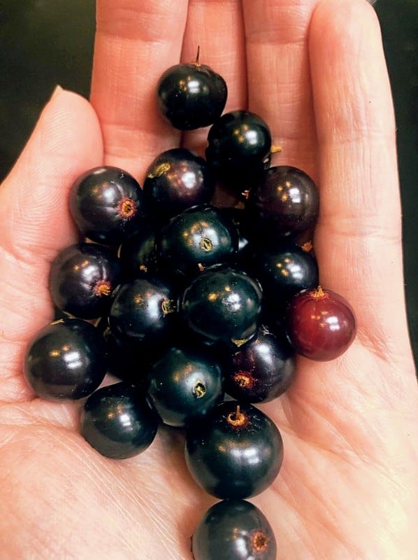 a handful of freshly picked black currants