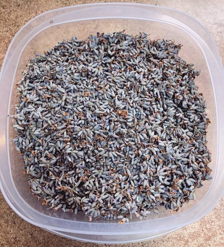 dried lavender buds in a plastic container