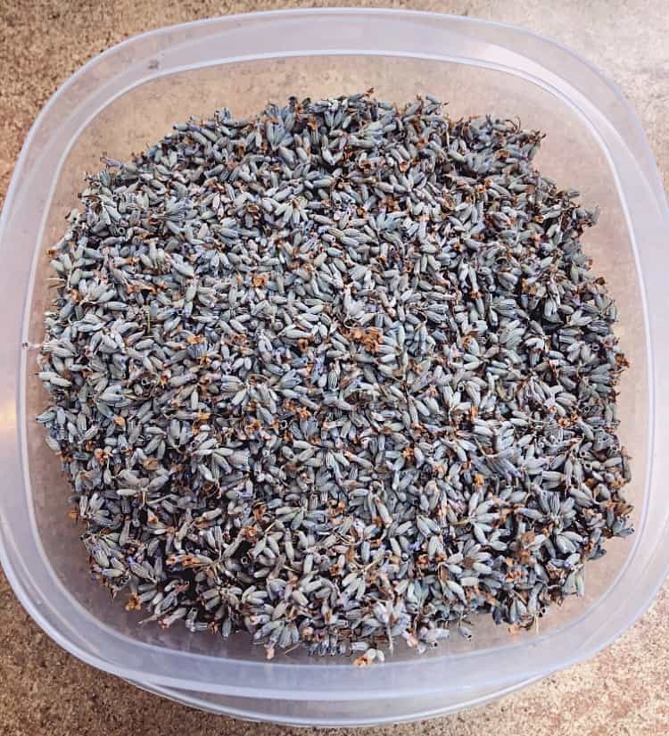 dried lavender buds