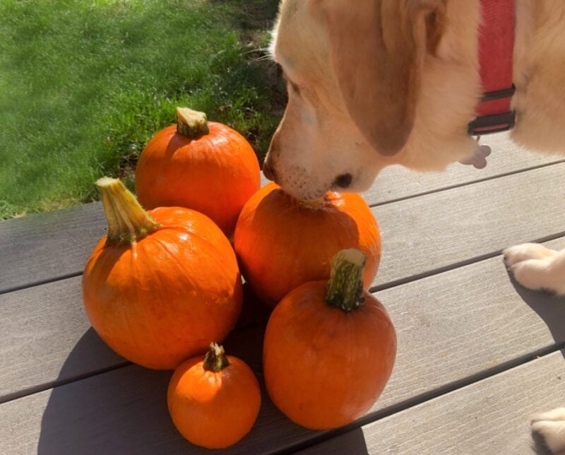 5 pumpkin from a garden and a dog