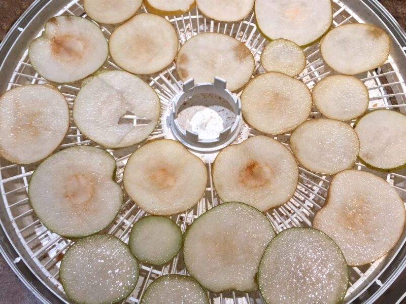 sliced asian pears on a dehydrator tray