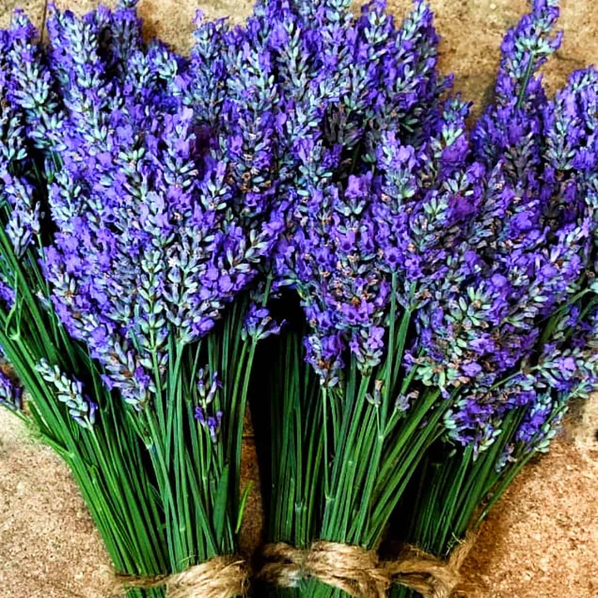 fresh lavender bunches wrapped with twine.