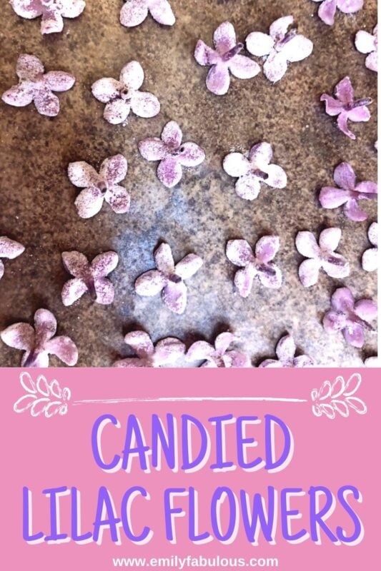 candied lilac flowers
