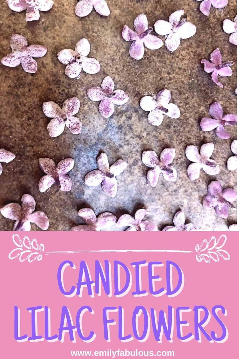 candied lilac flowers