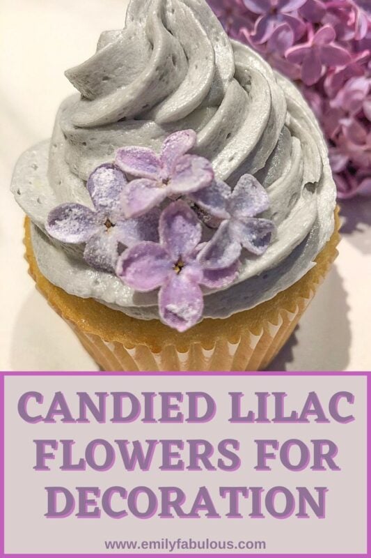 candied lilac flowers on a lilac cupcake