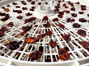 cherries on a dehydrator tray after being dried