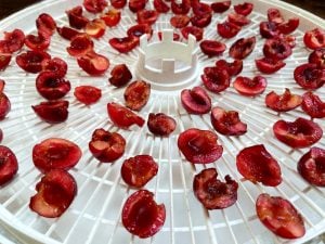 sliced cherries on a dehydrator tray