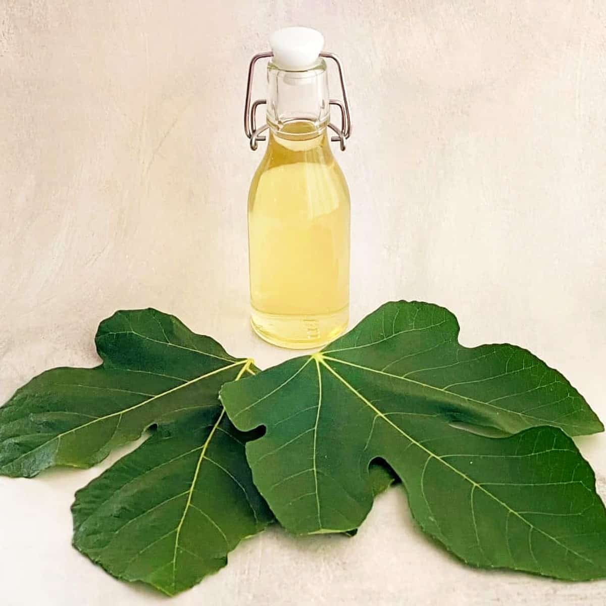 fig leaf syrup in a bottle on top of fresh fig leaves