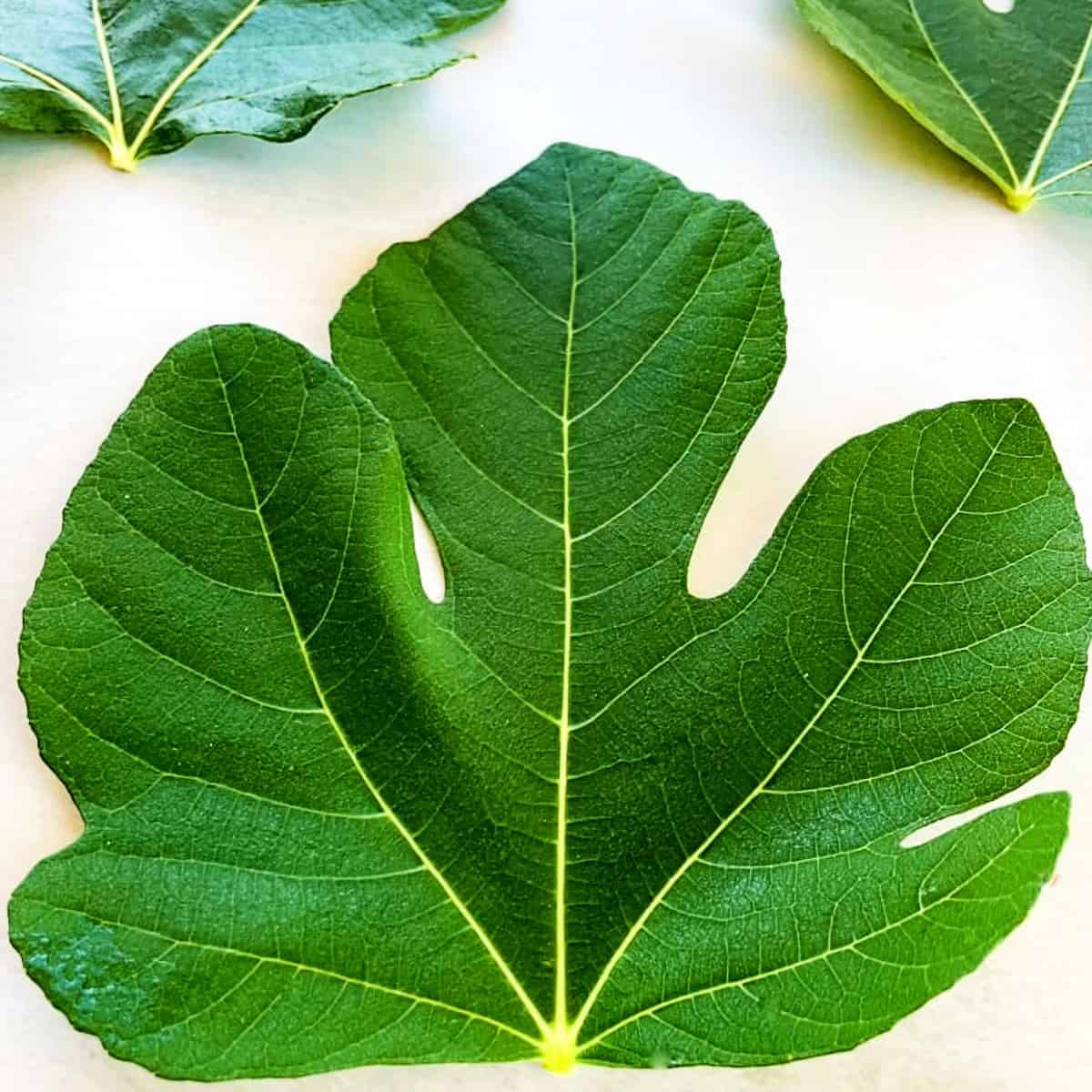 fresh fig leaf on a table