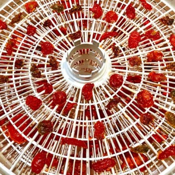 dried tomatoes on a dehydrator tray