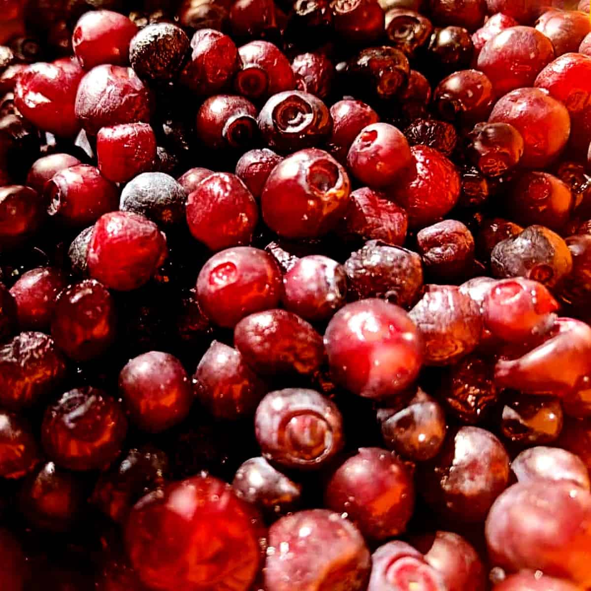 freshly picked and washed huckleberries